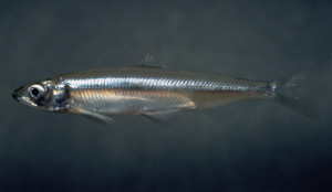 smelt fish