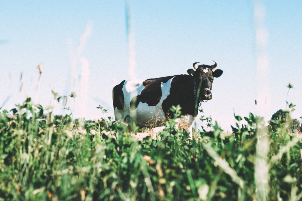 cow standing in field