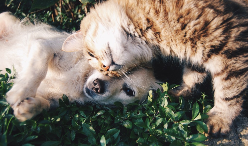 Cat and dog best friends