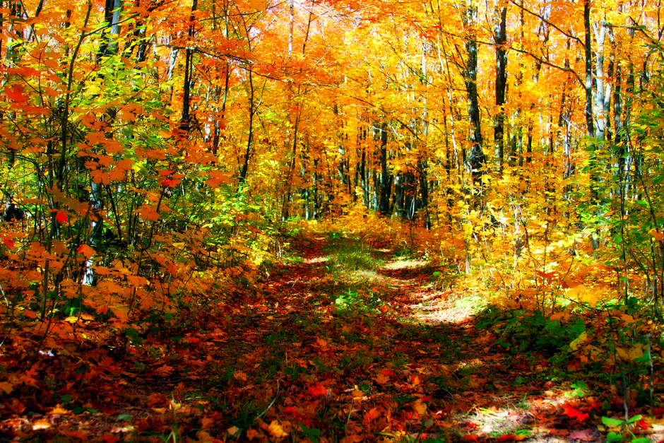 bright fall colors