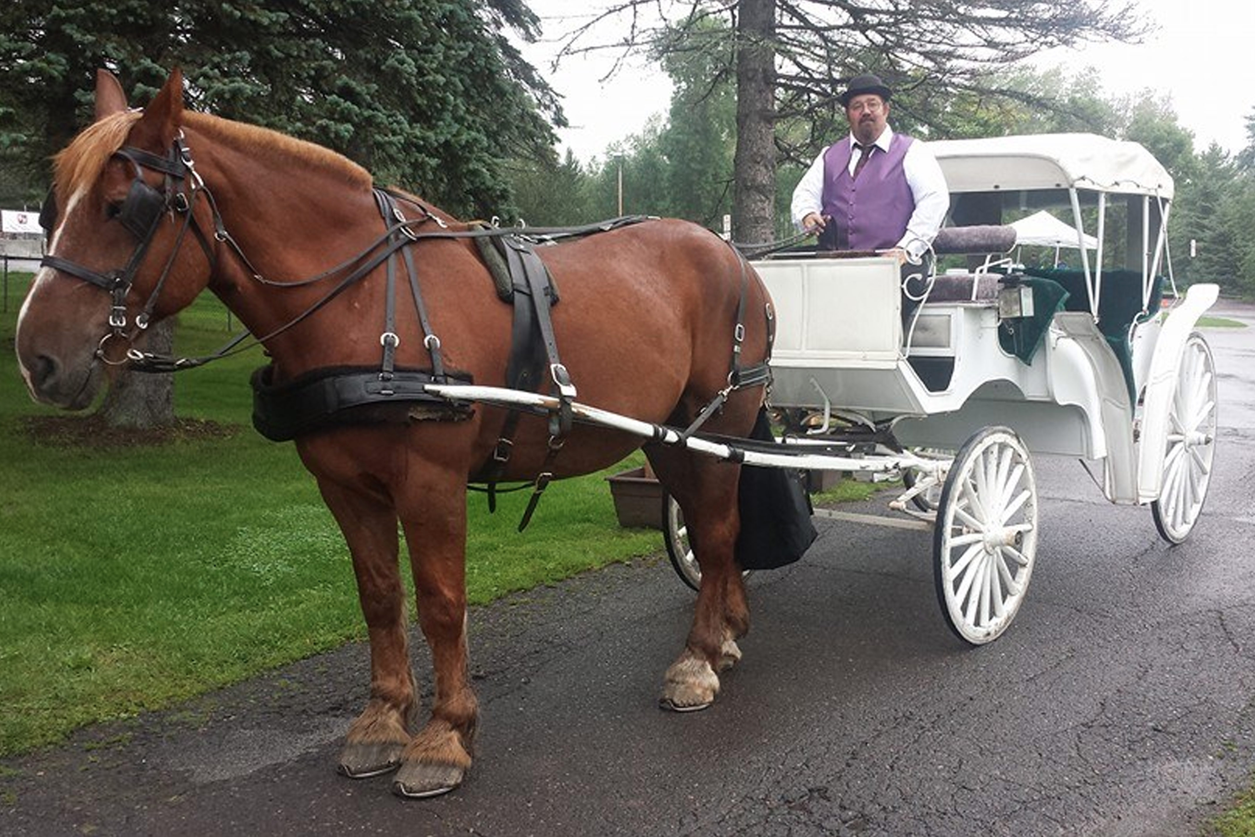 Bayfront Horse Carriage