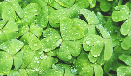 Clovers in the Spring