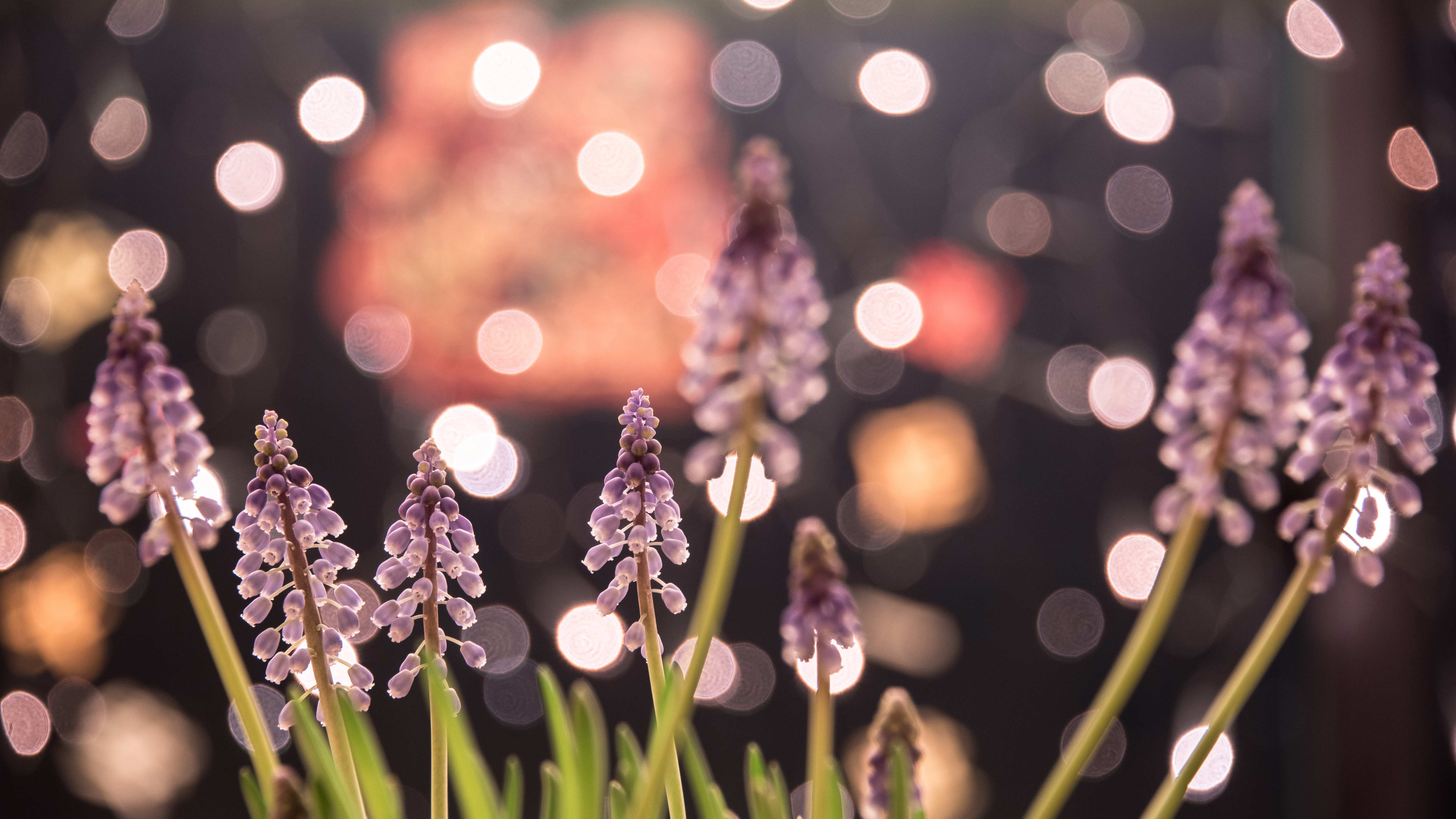 close up of lavender