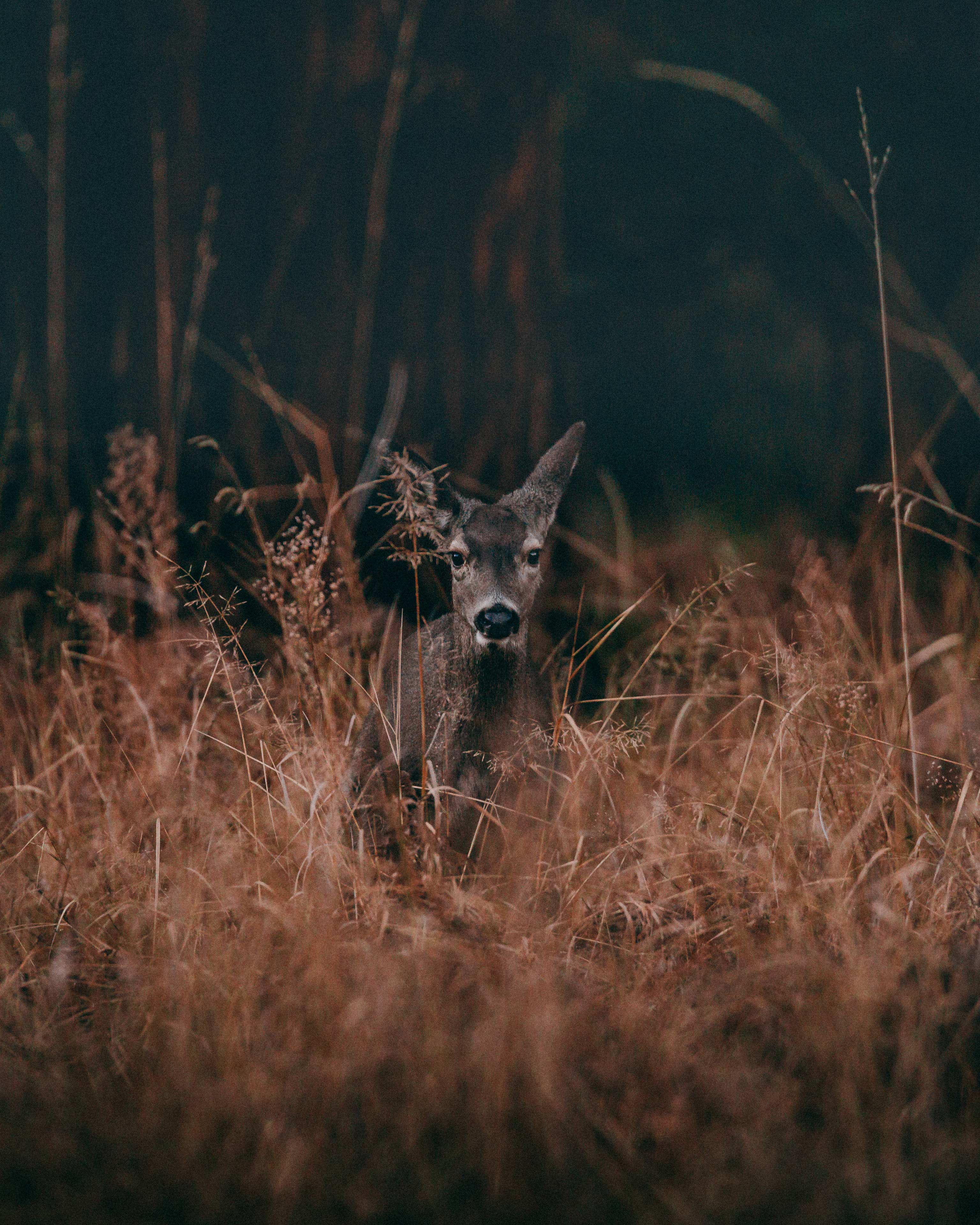 Deer standing in the tall grass