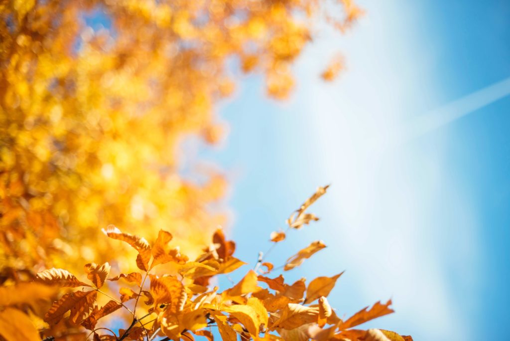 close up of Autumn tree