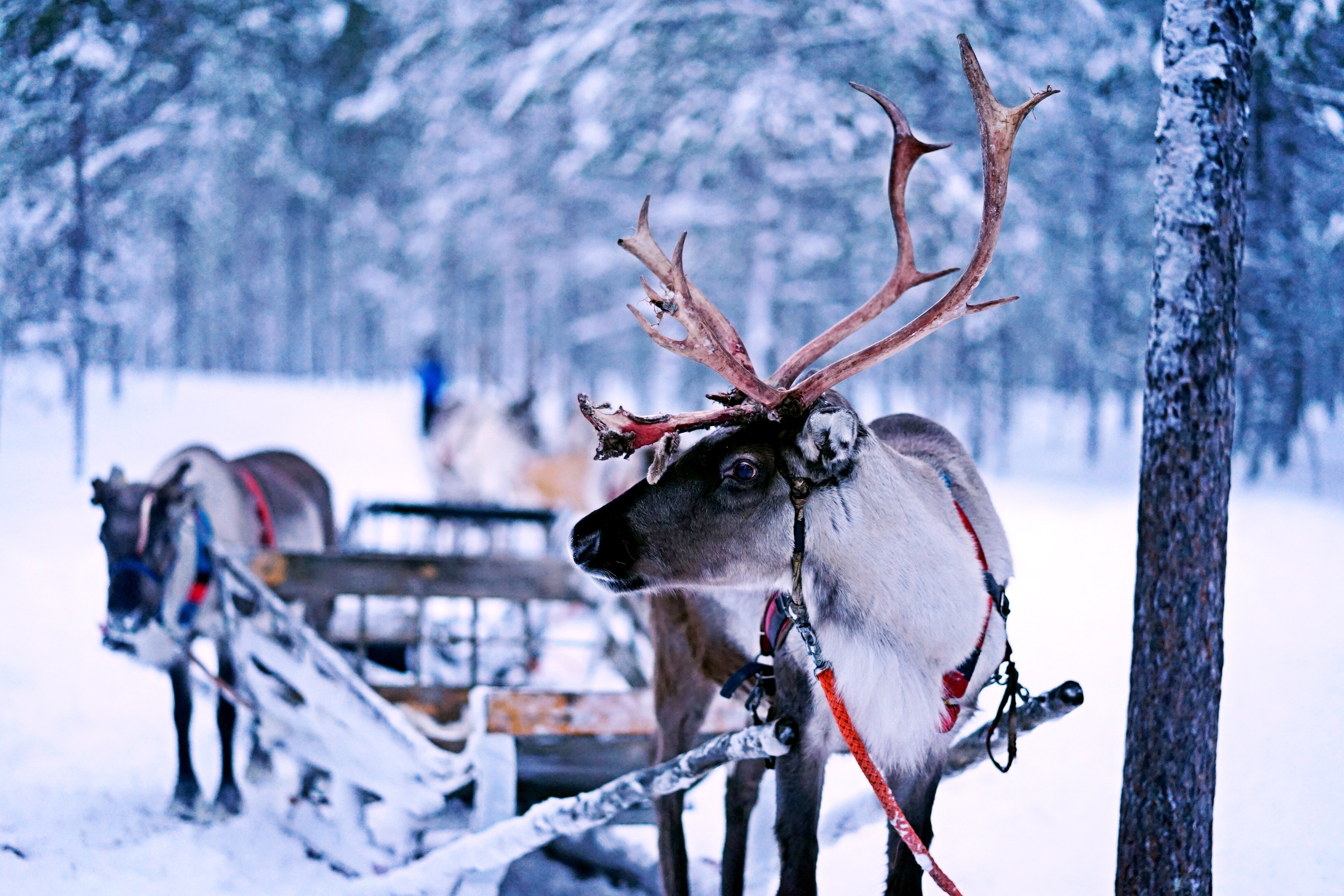 reindeer in the woods