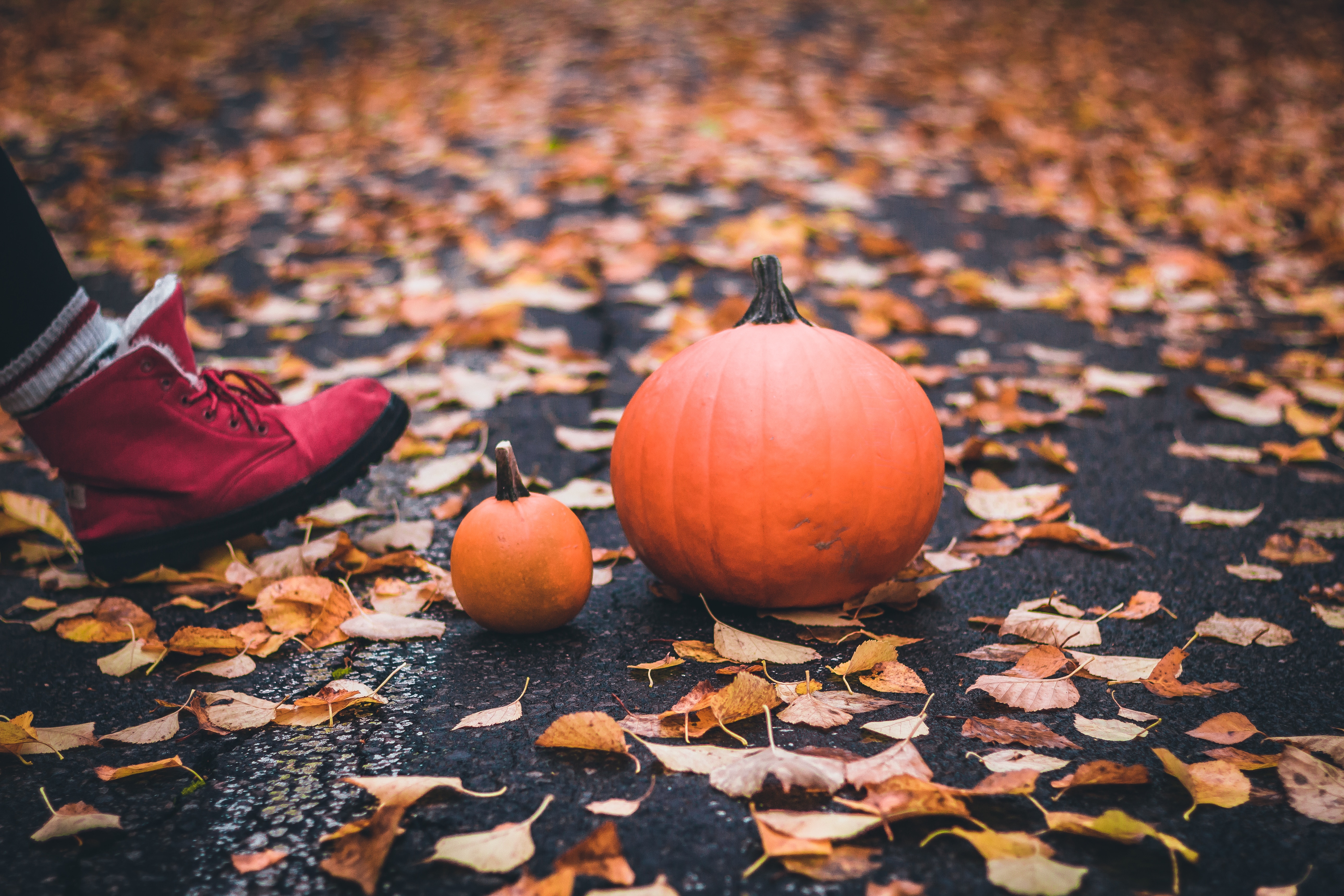 Fall Leaves and pumpkins