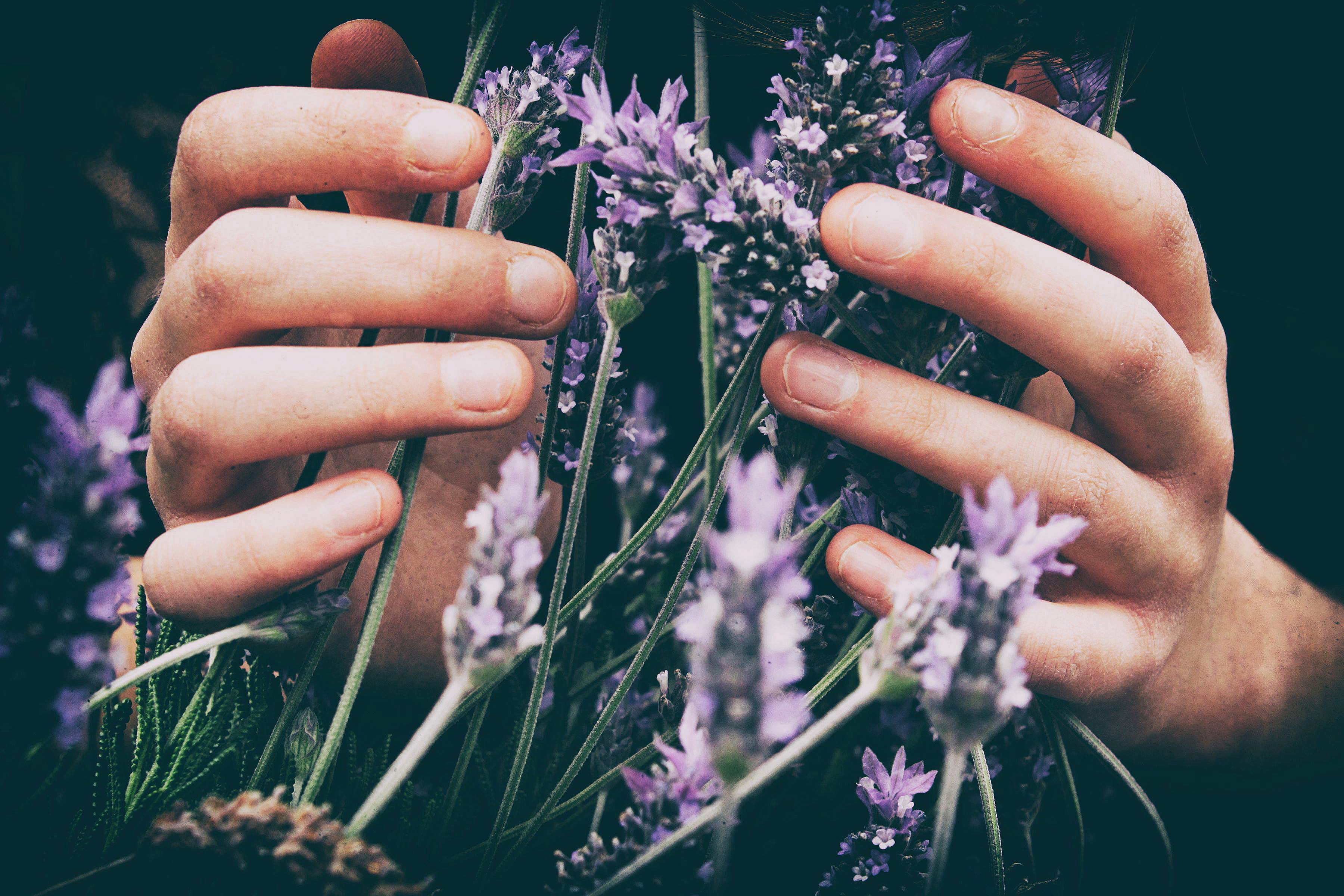 woman picking fresh lavender