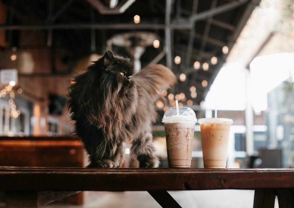 Wired Whisker Cat Cafe Duluth MN